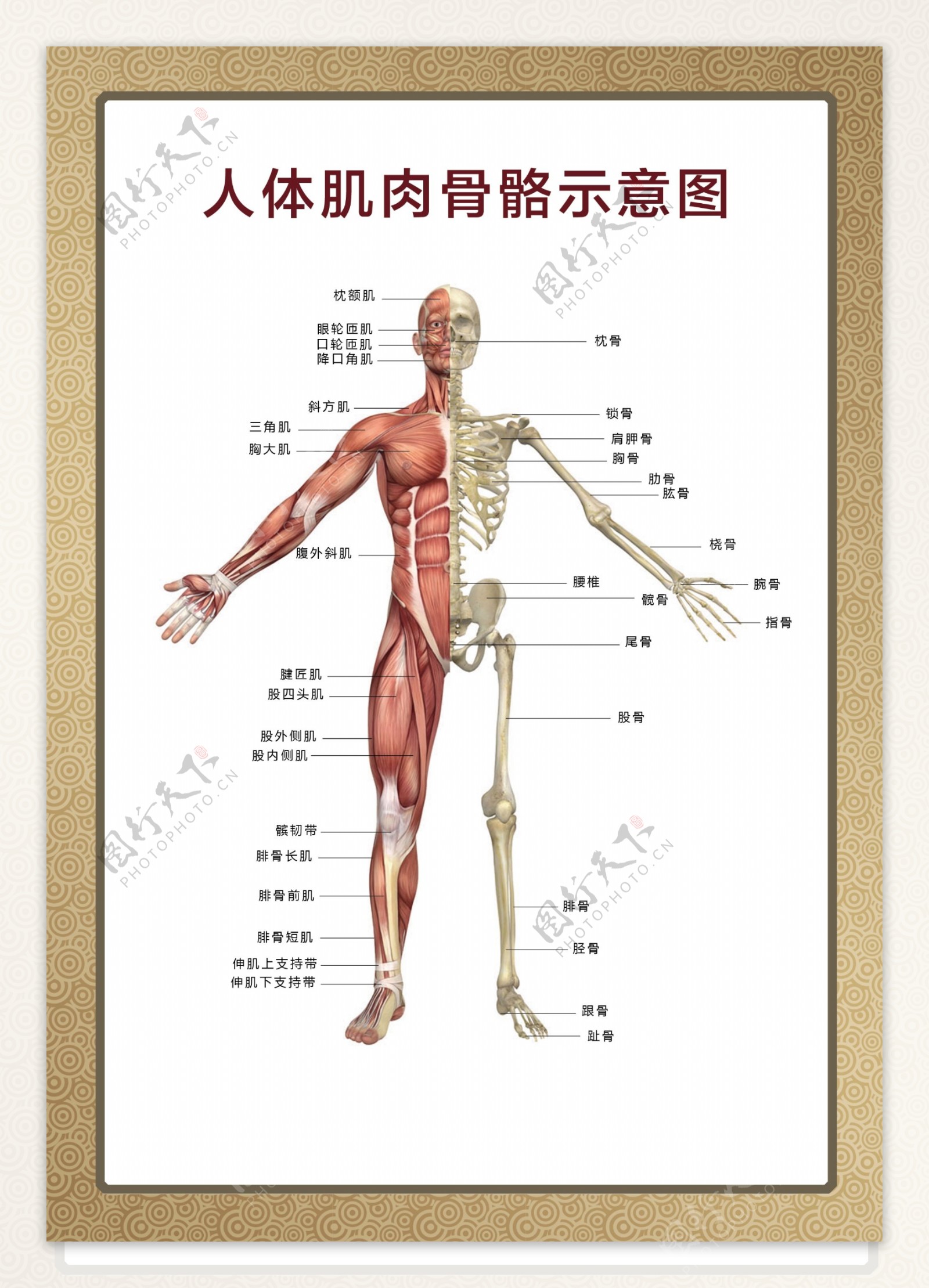 人体肌肉骨骼示意图