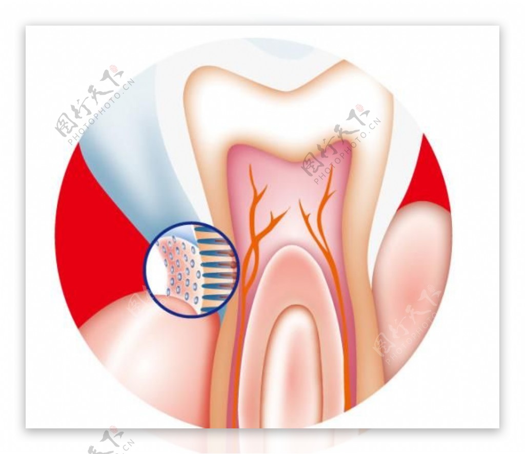 牙齿内部矢量素材