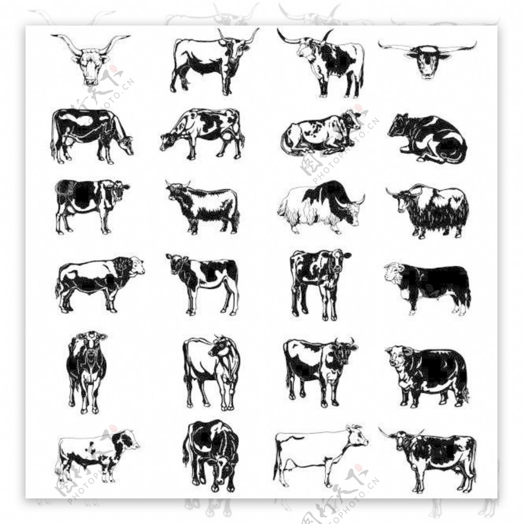 黑白画牛矢量图系列