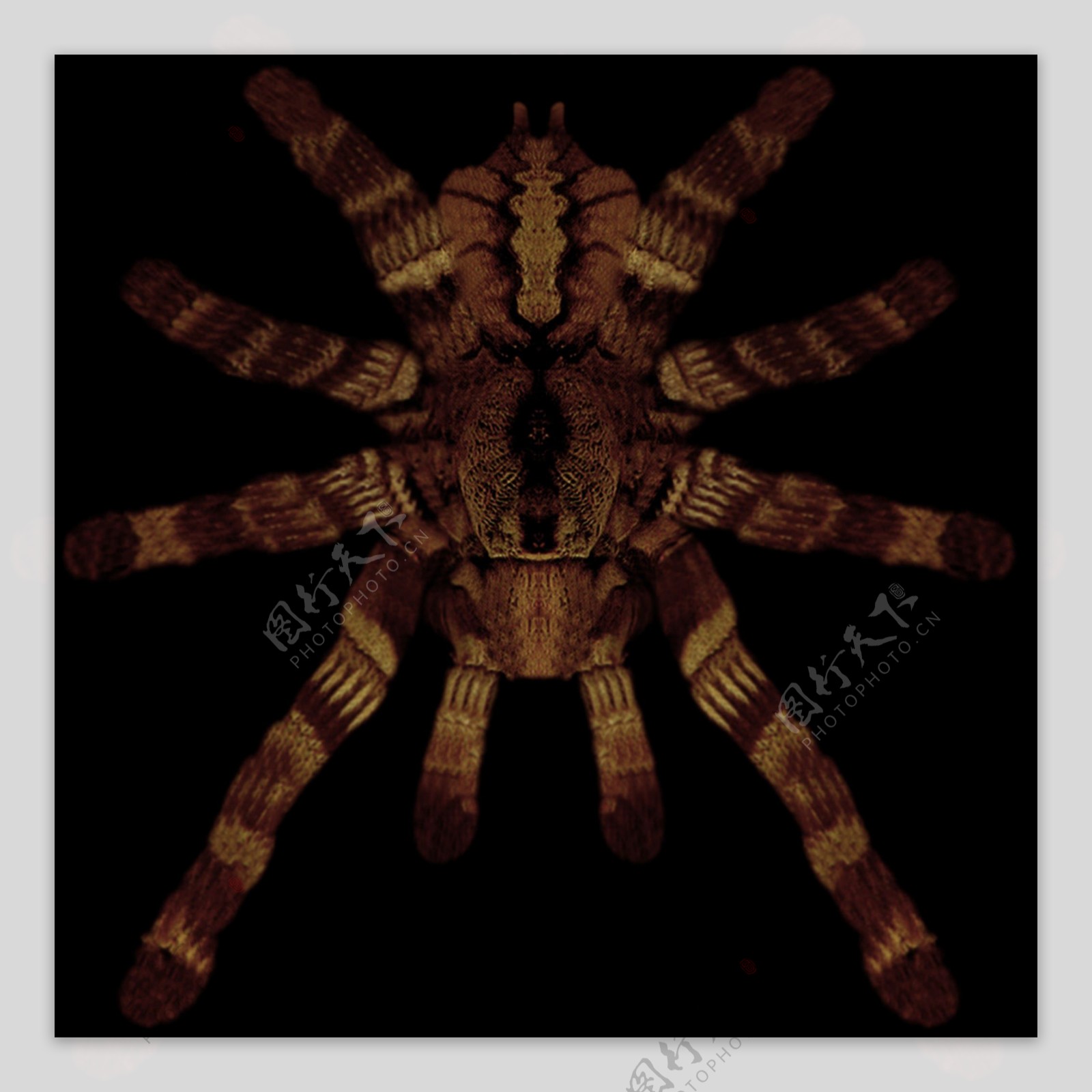 TARANTU蜘蛛模型01