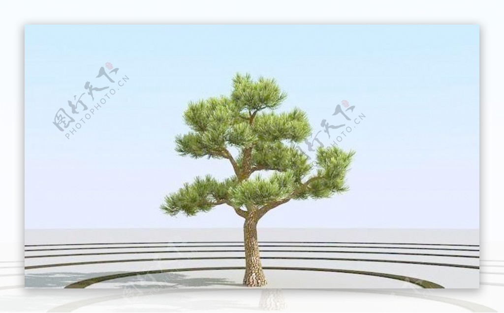 高精细杨松树bonsaipine01