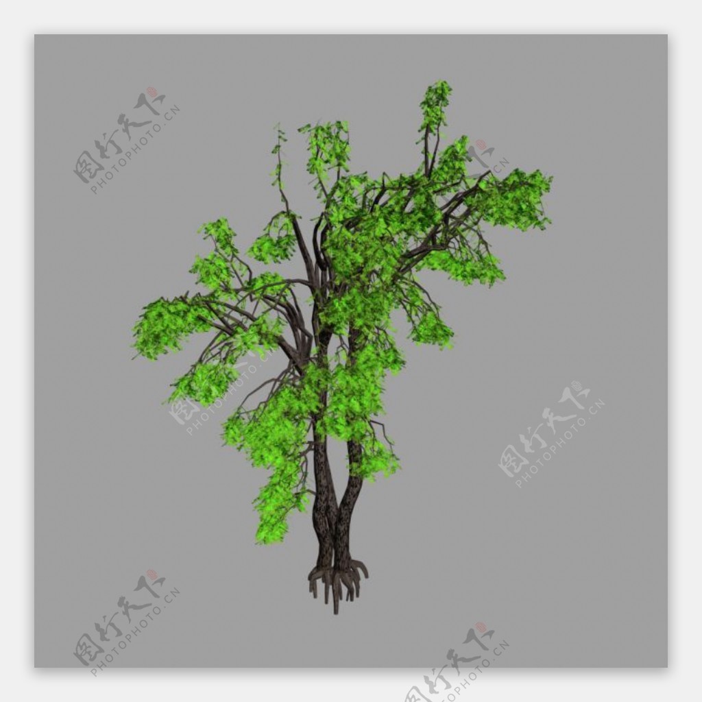 黑洋槐树木blacklocust4