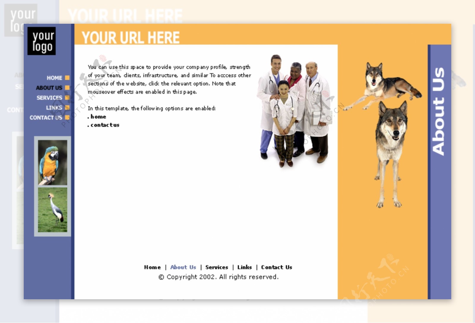 欧美动物医院网站模板