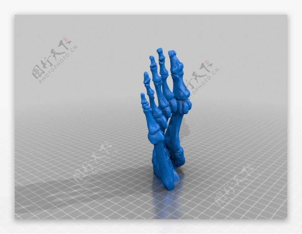 bodyparts3d脚