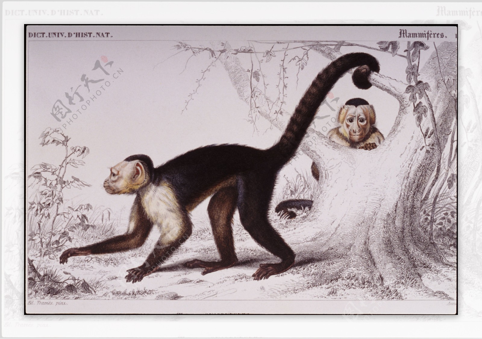 猴子绘画图