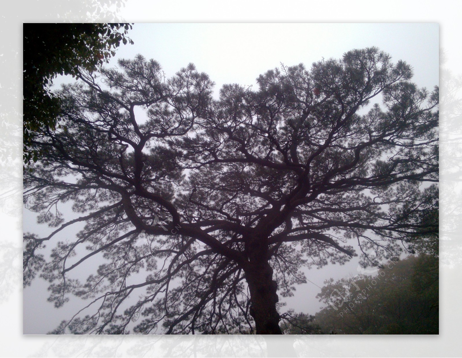 黄山风景松树图片