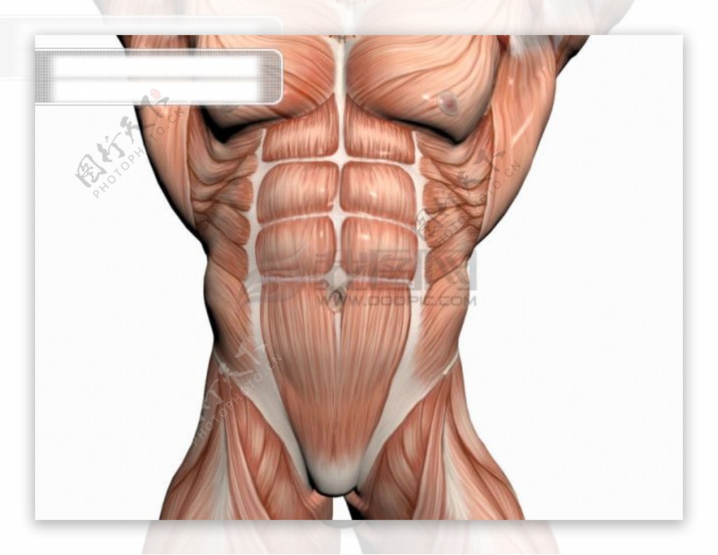 肌肉人体模型骷髅头肢体干尸