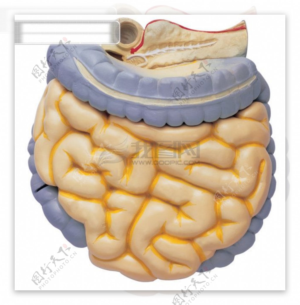 人体器官医学人体器官图片高清图片素材