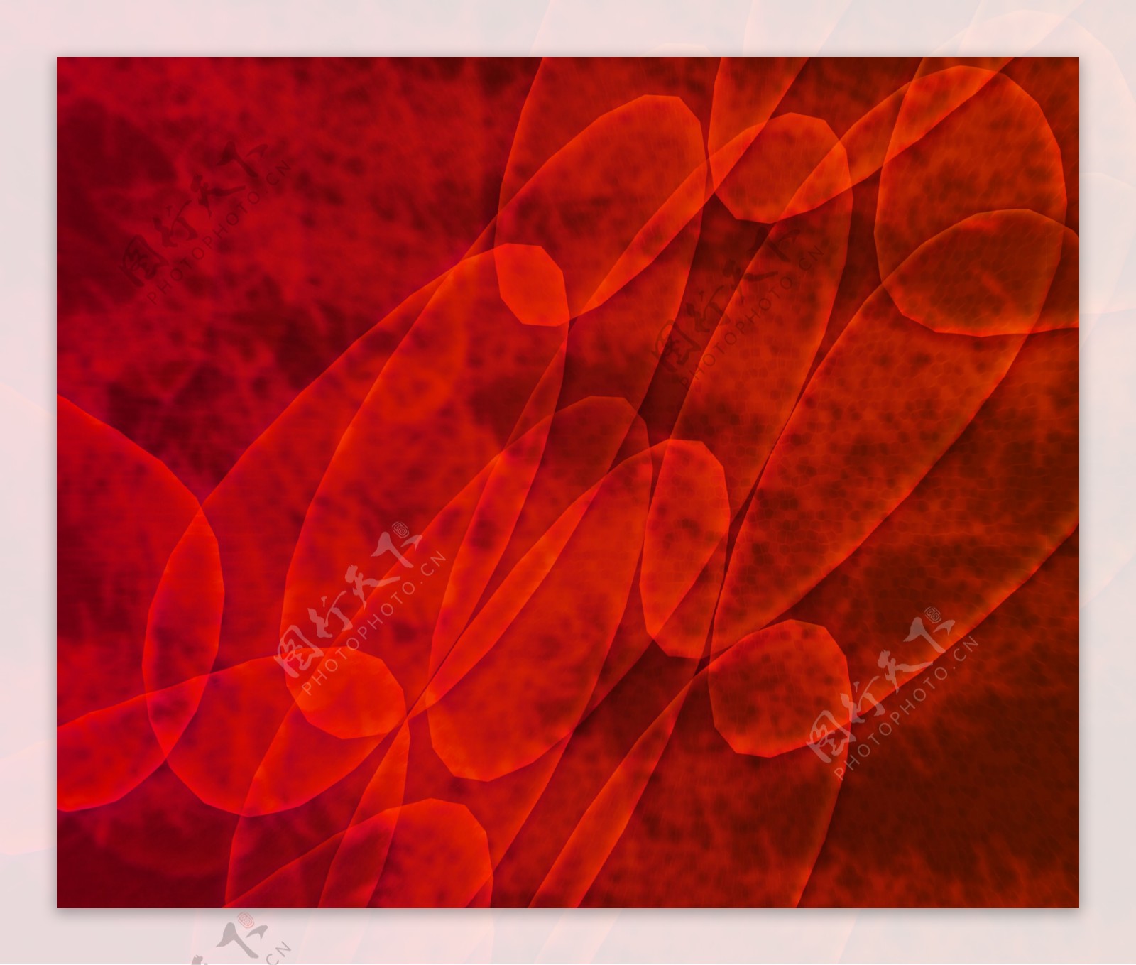 红细胞的纹理