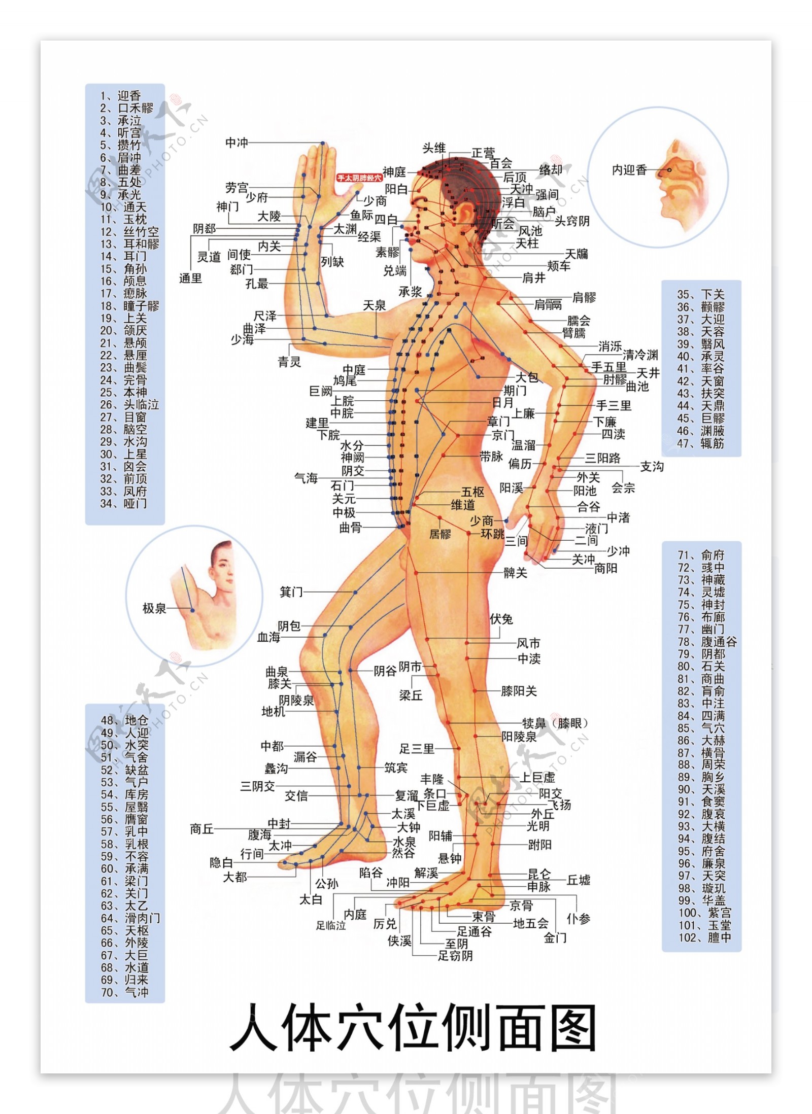 人体穴位图图片