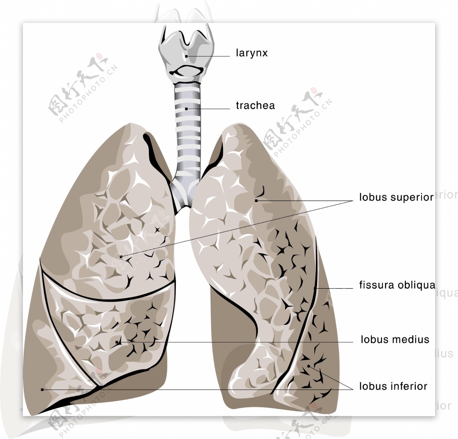 醫療用圖器官肺01