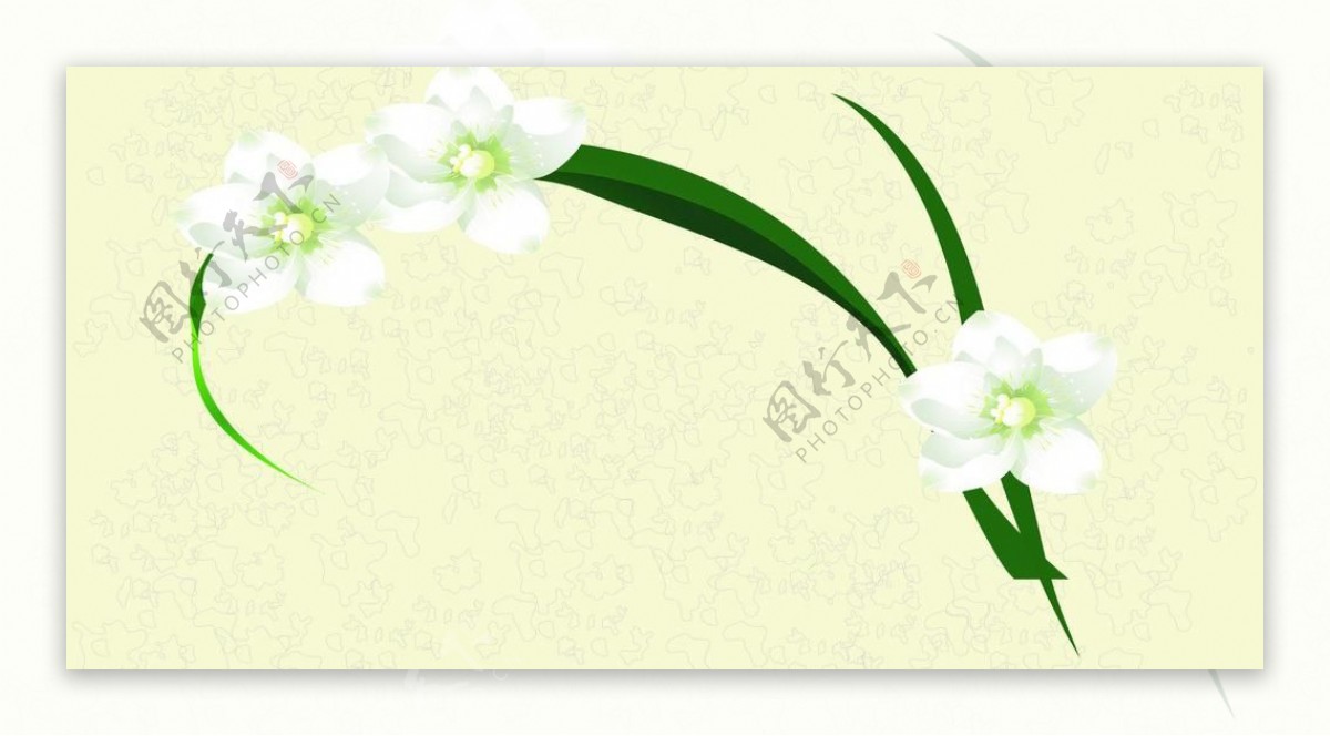 白色花朵墙纸背景图片