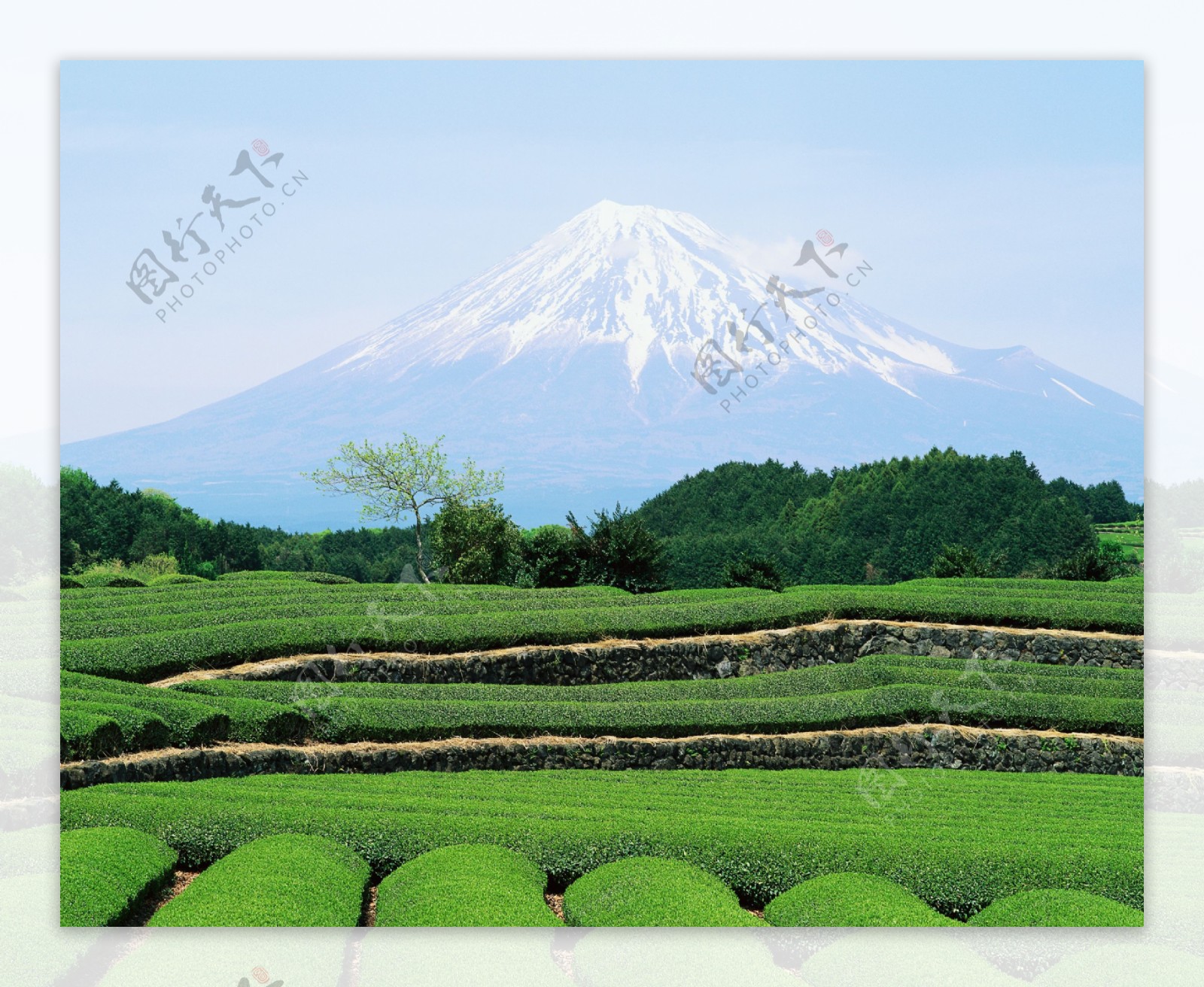 高清富士山茶园