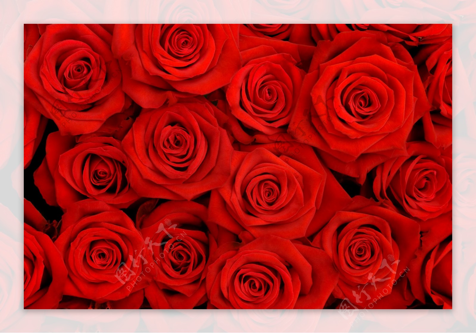 红玫瑰高清背景图片