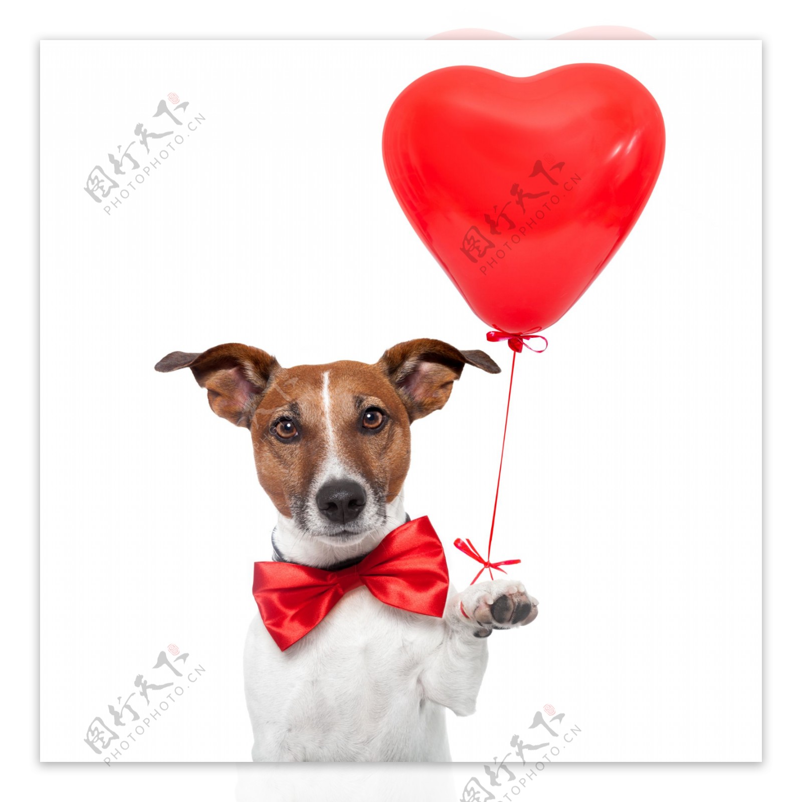 设计素材戴领结扯着气球的狗狗