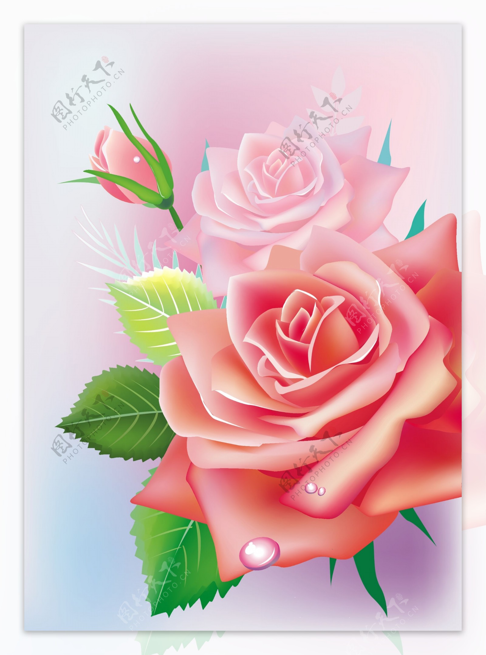 娇艳的玫瑰花背景矢量素材