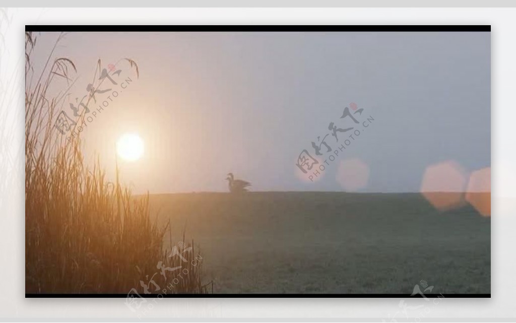 草原清晨野鸭景色视频图片