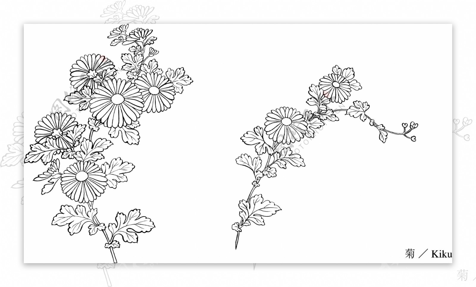 日本的植物花卉矢量素材31菊图