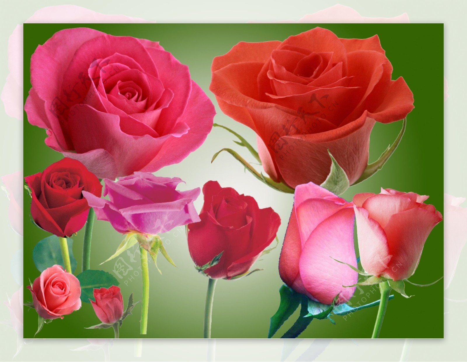 玫瑰花系列图片