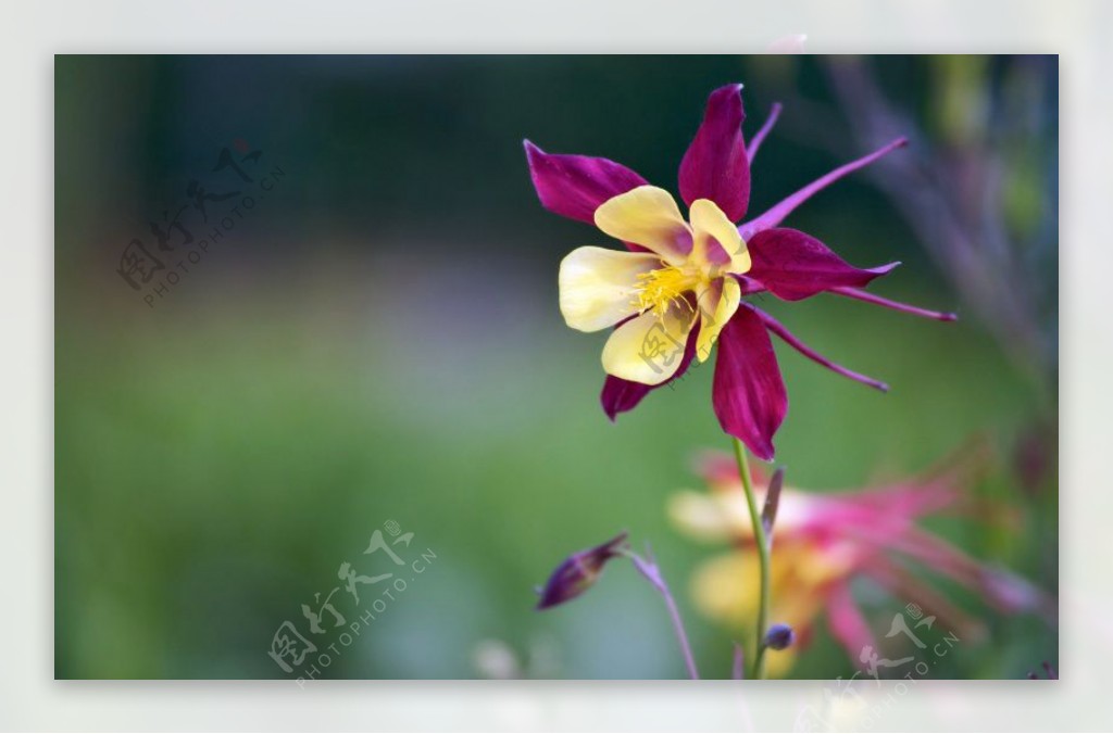 位图植物图案花朵写实花卉猫爪花免费素材