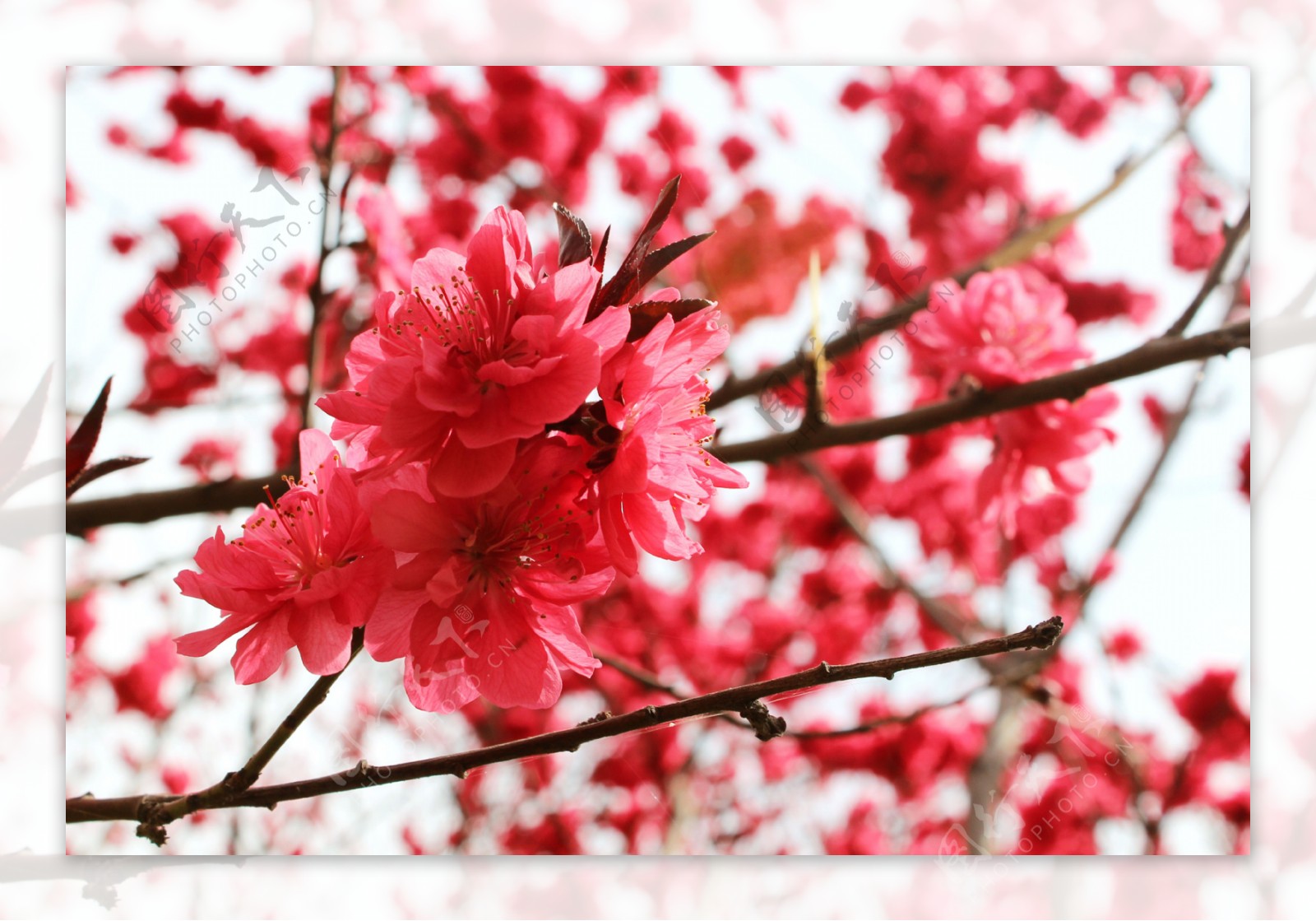 【2021元宵节，春天来的早，家乡桃花开的火红。摄影图片】生态摄影_太平洋电脑网摄影部落