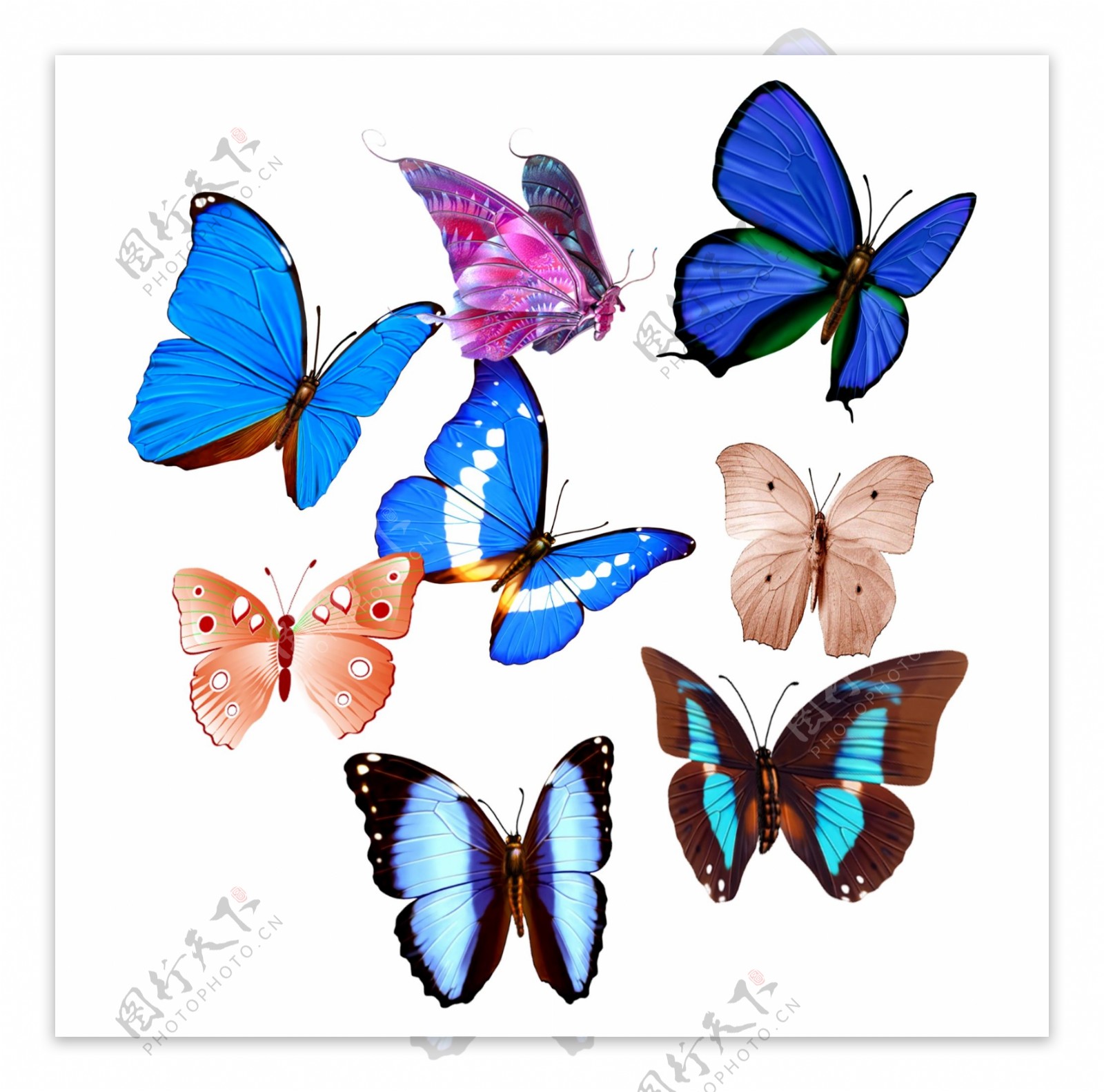 彩色蝴蝶素材图片
