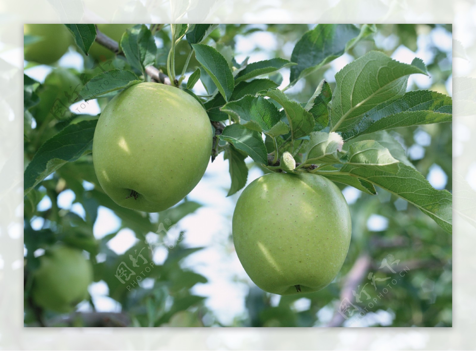 枝头青苹果采摘苹果新鲜苹果图片苹果素材