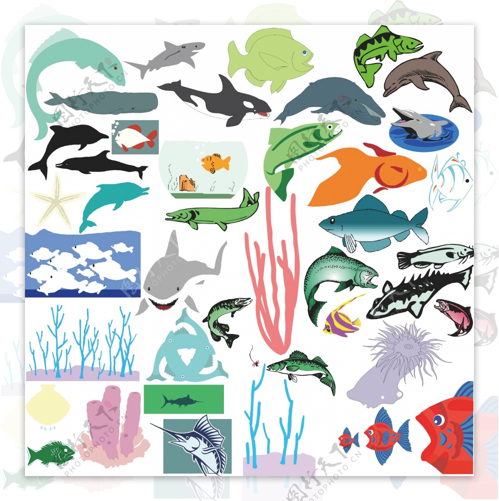 珊瑚海豚海星海底鱼群图片