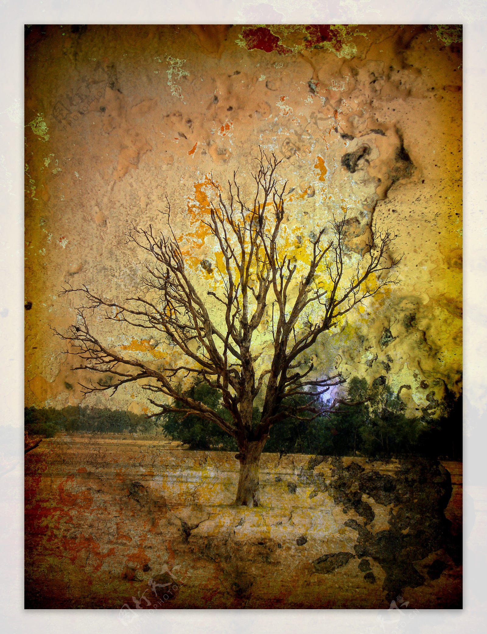 万圣节恐怖的孤独的死树的背景