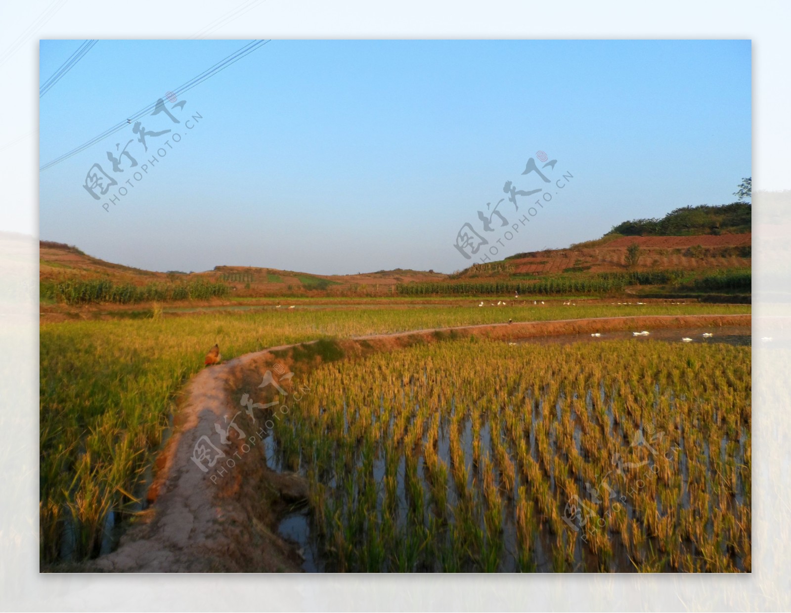 夕阳下的稻田