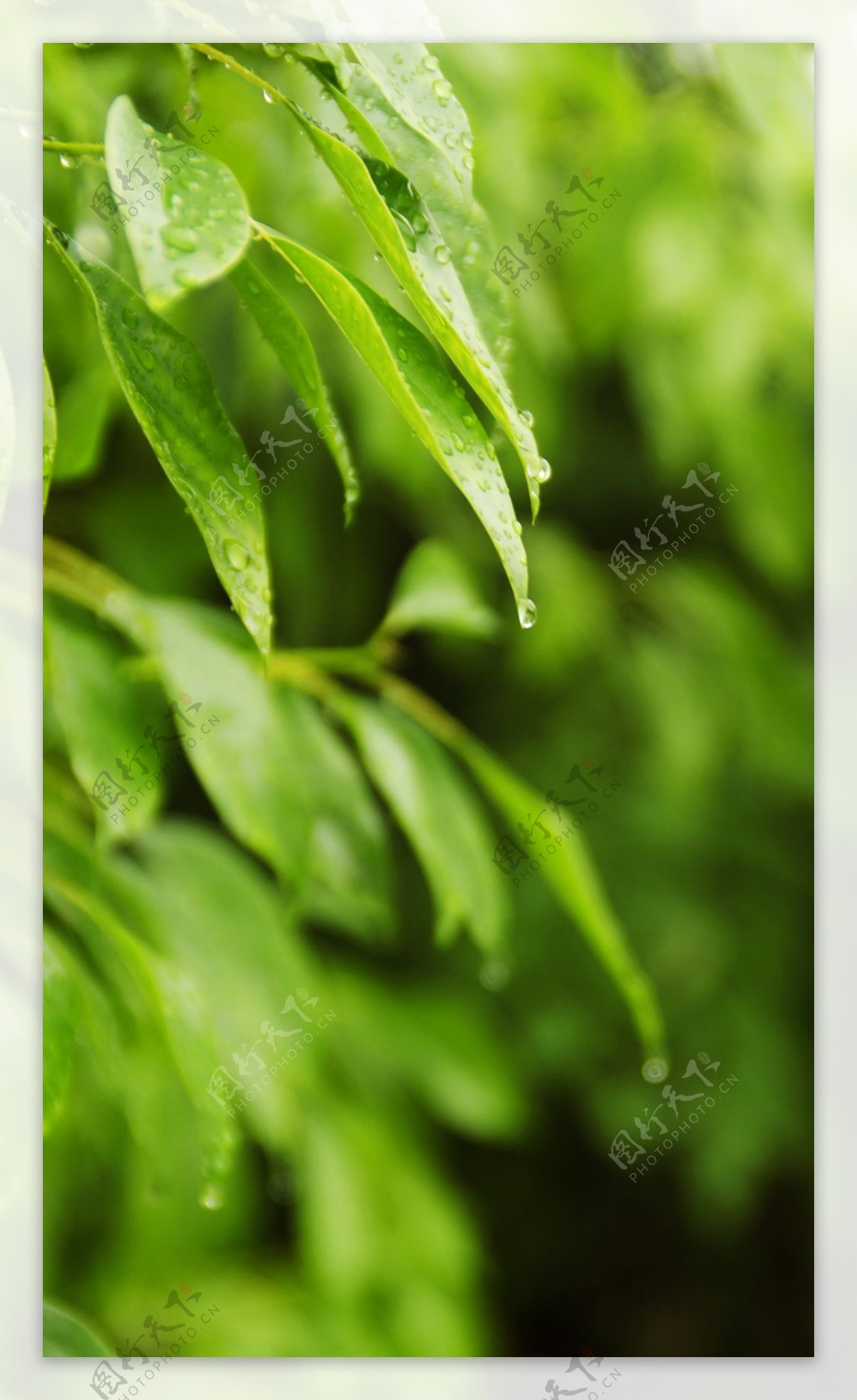 雨后树叶图片