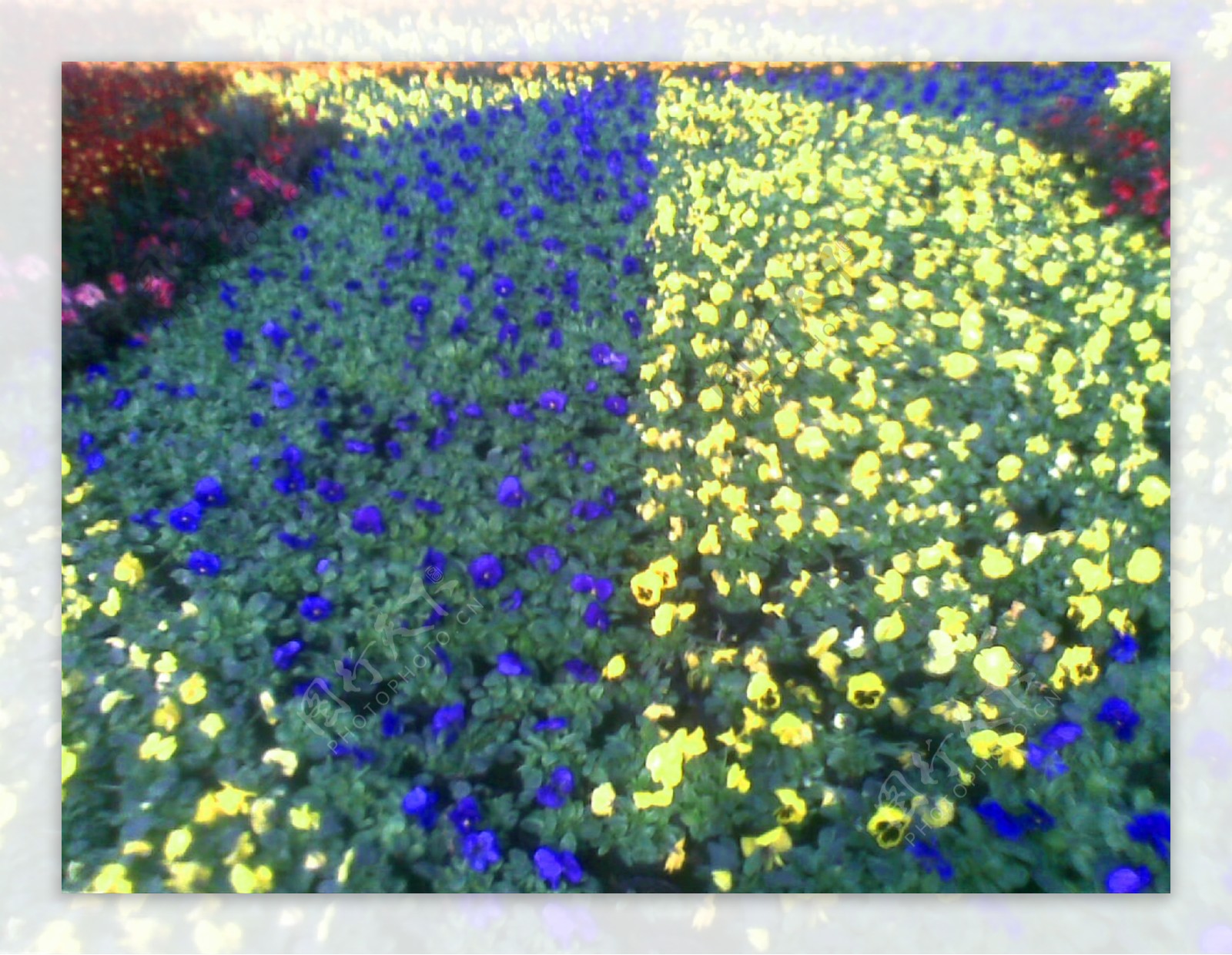 黄蓝的花圃