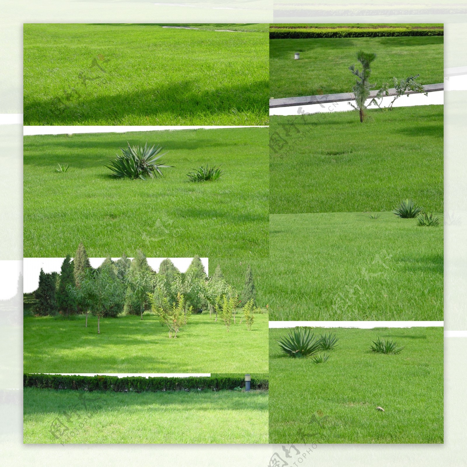 绿色草皮图片