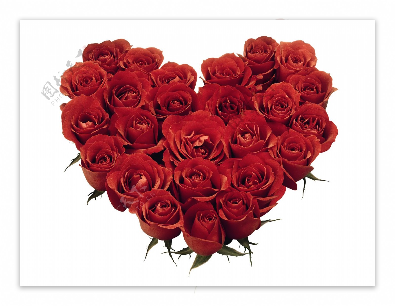 鲜花特写花的艺术浪漫的心心型花艺爱红玫瑰