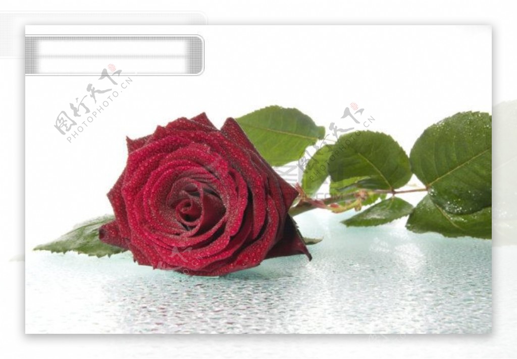 大红色玫瑰花图片素材