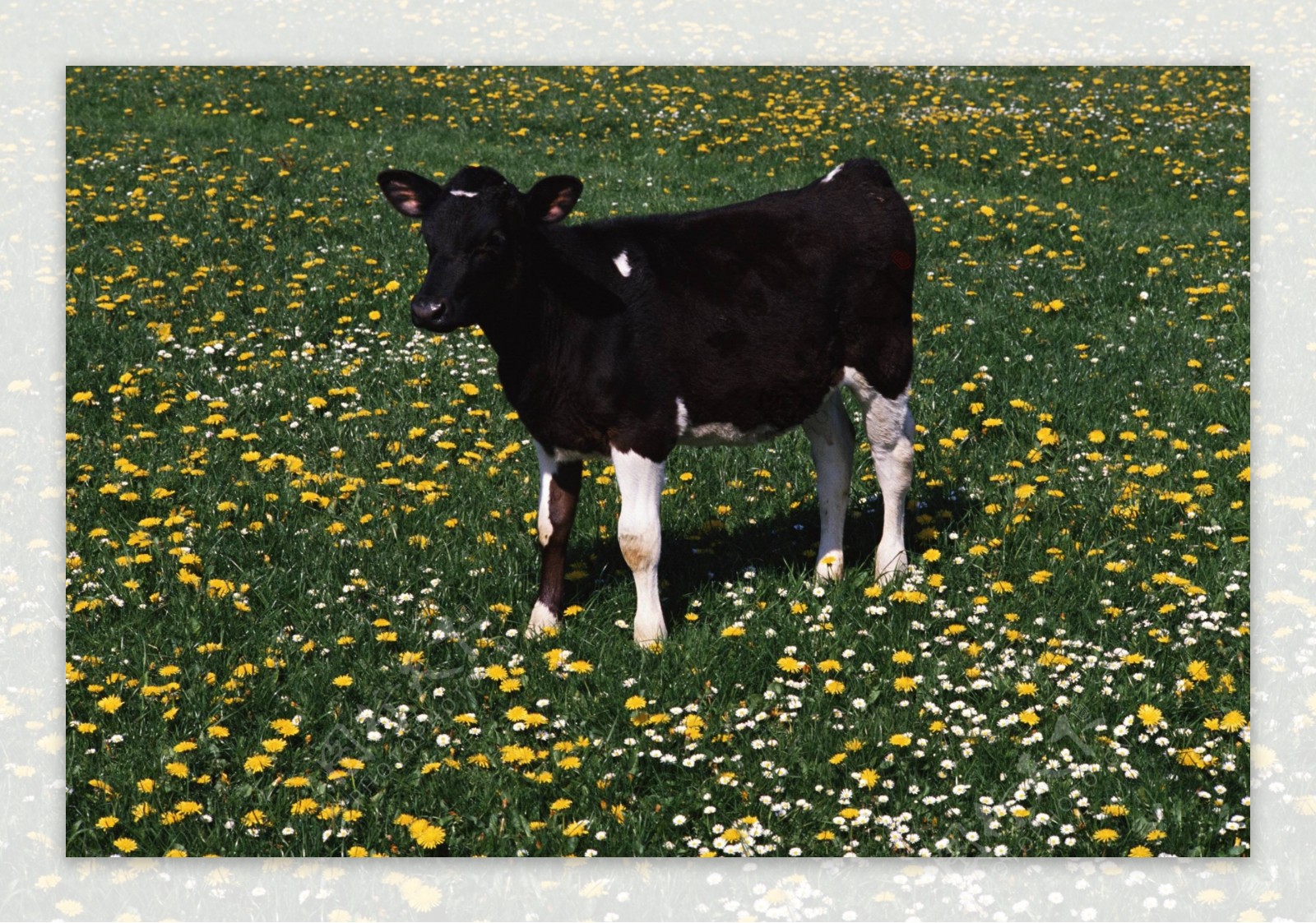 农场牧场房屋草地大自然环境风光风景家畜广告素材大辞典