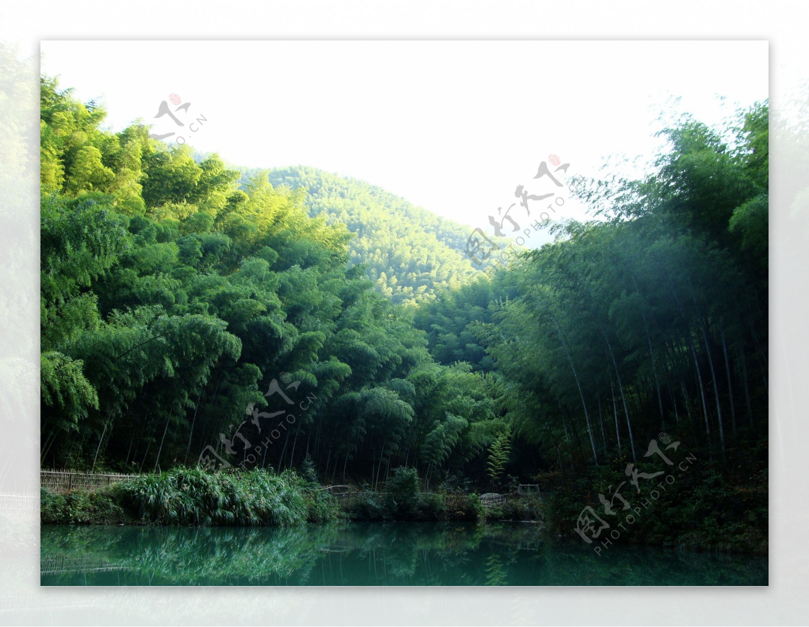 木坑竹海图片