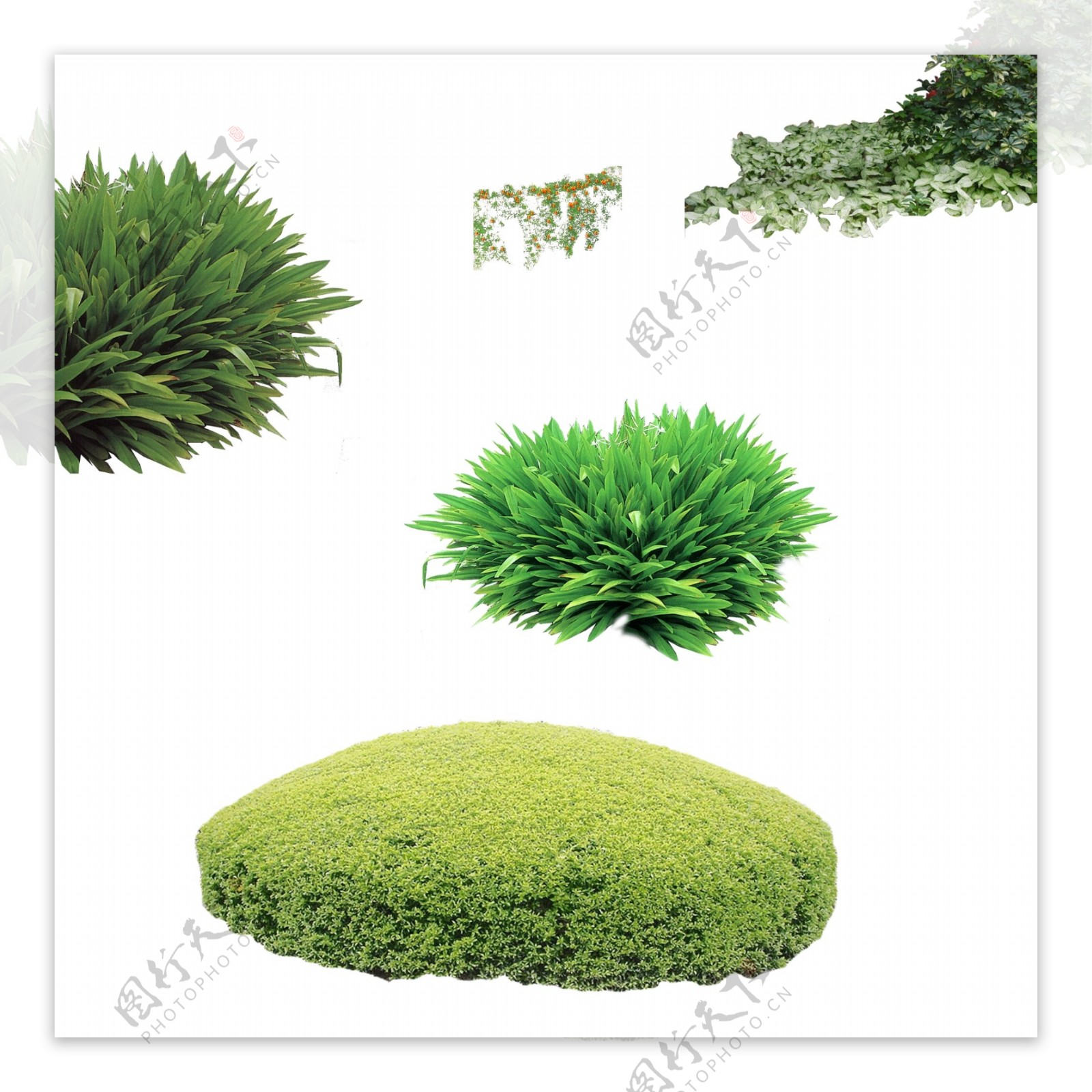 草地草坪植物图片