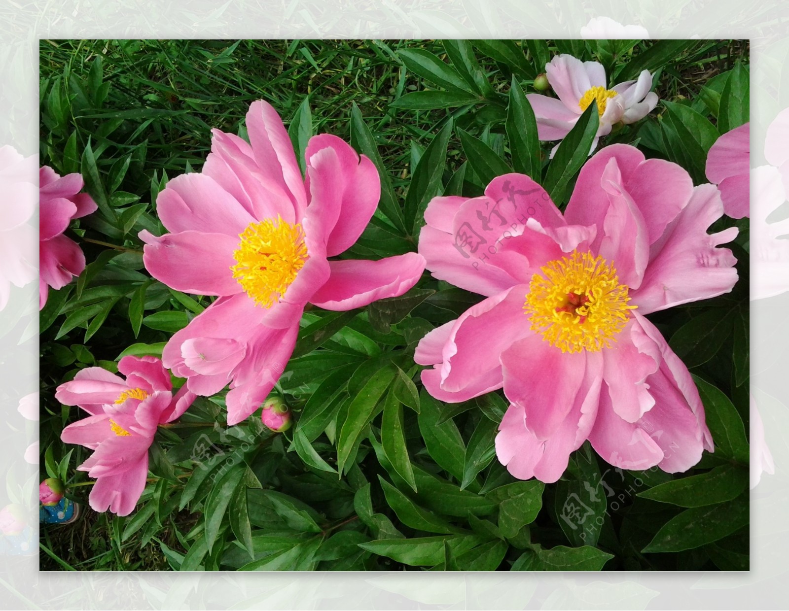 芍药花朵春天图片