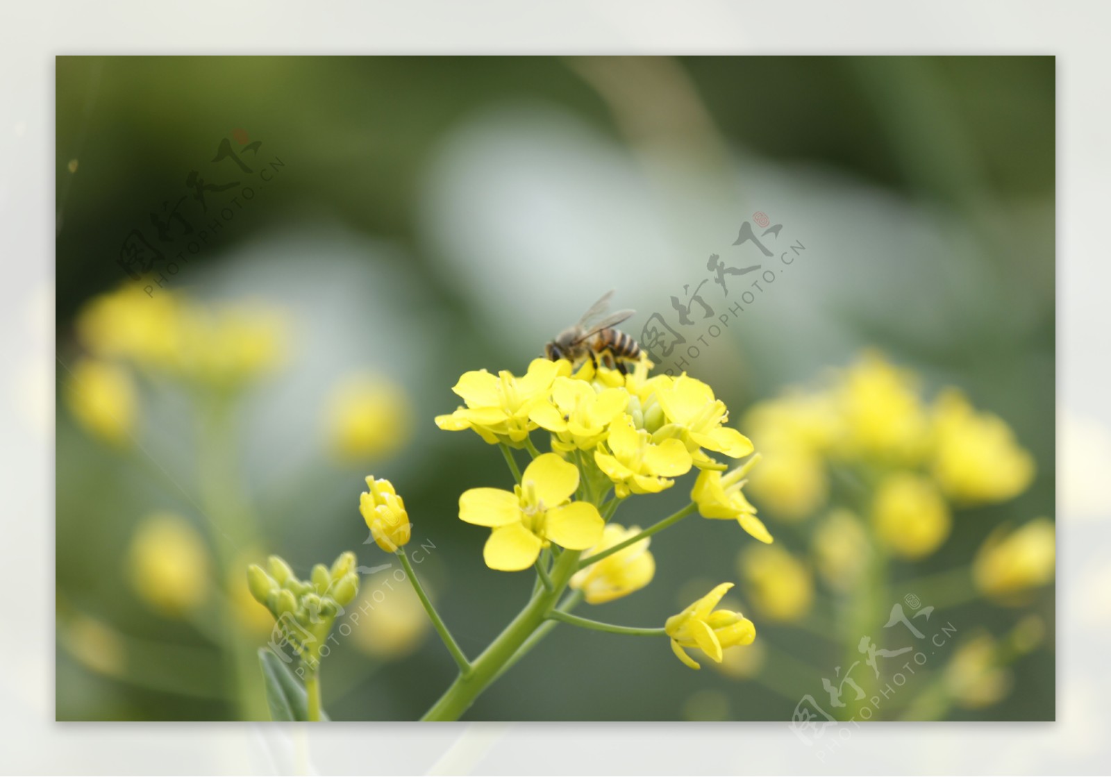 油菜花中华蜜蜂图片