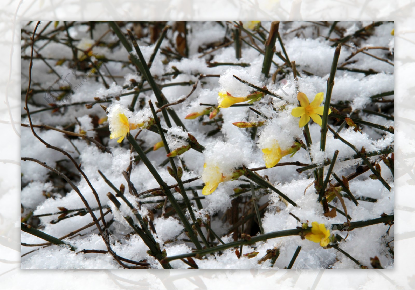 春雪中的迎春花图片