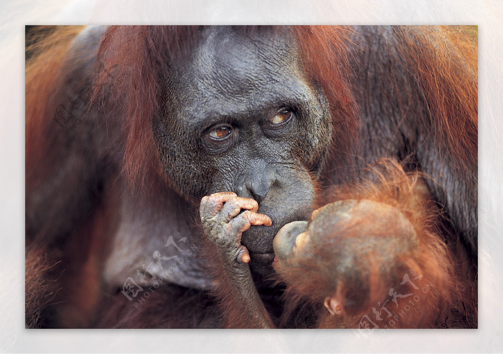 动物世界的母女红猩猩