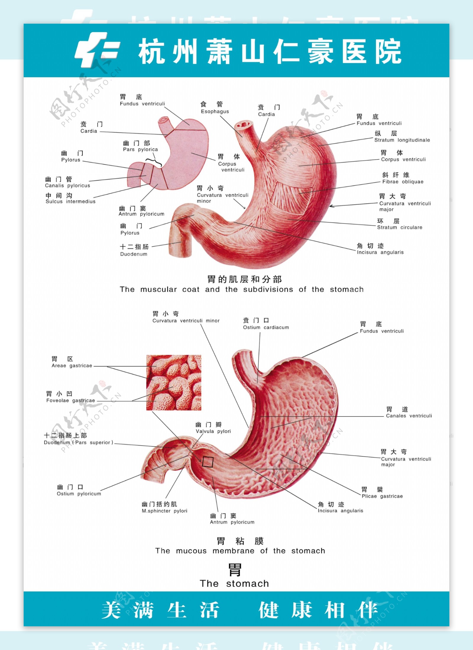 医疗人体科室挂图22胃