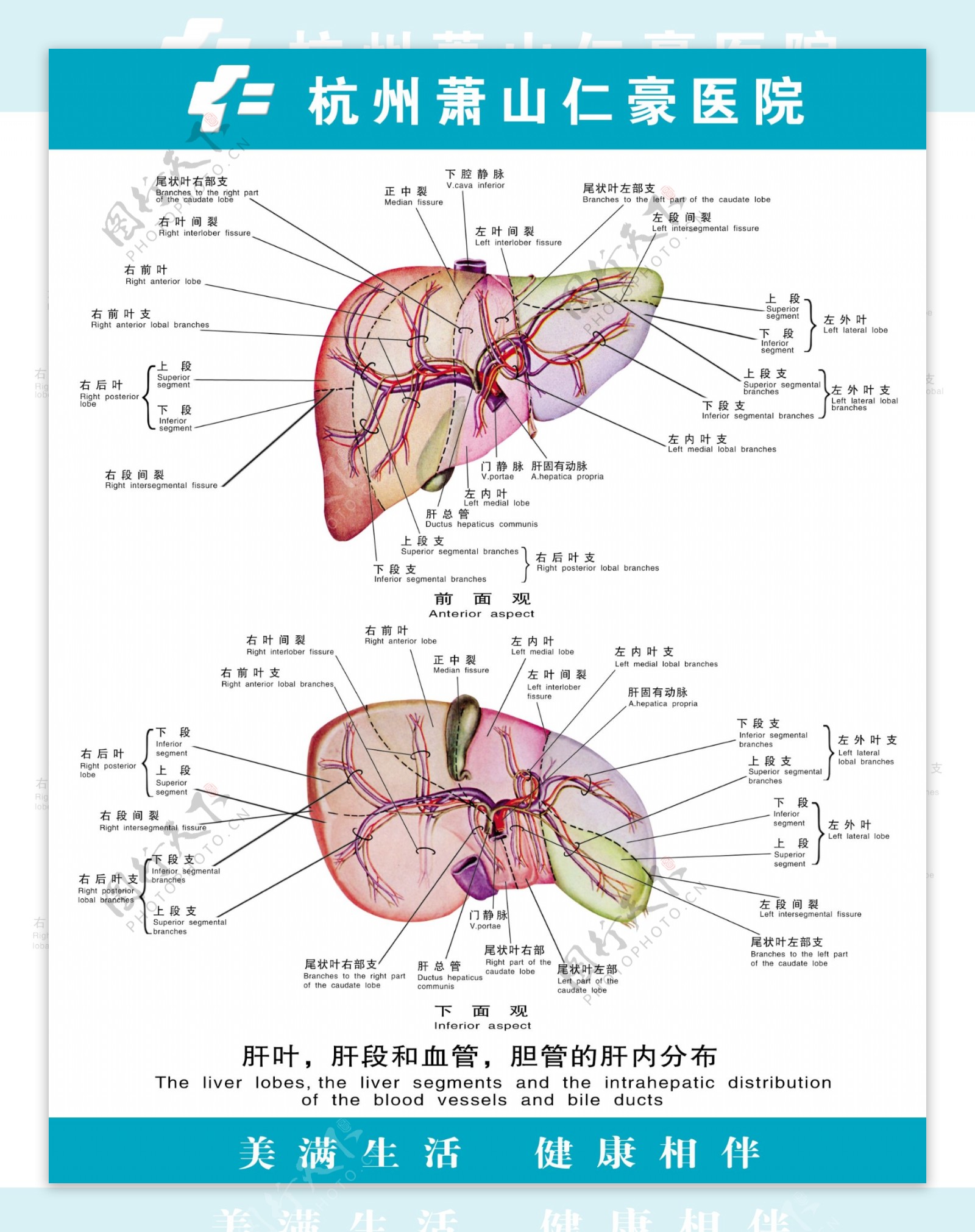 医疗人体科室挂图4肝叶胆段和血管胆管的肝内分布