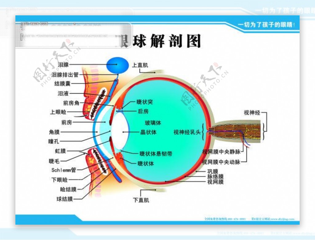 眼球解剖图