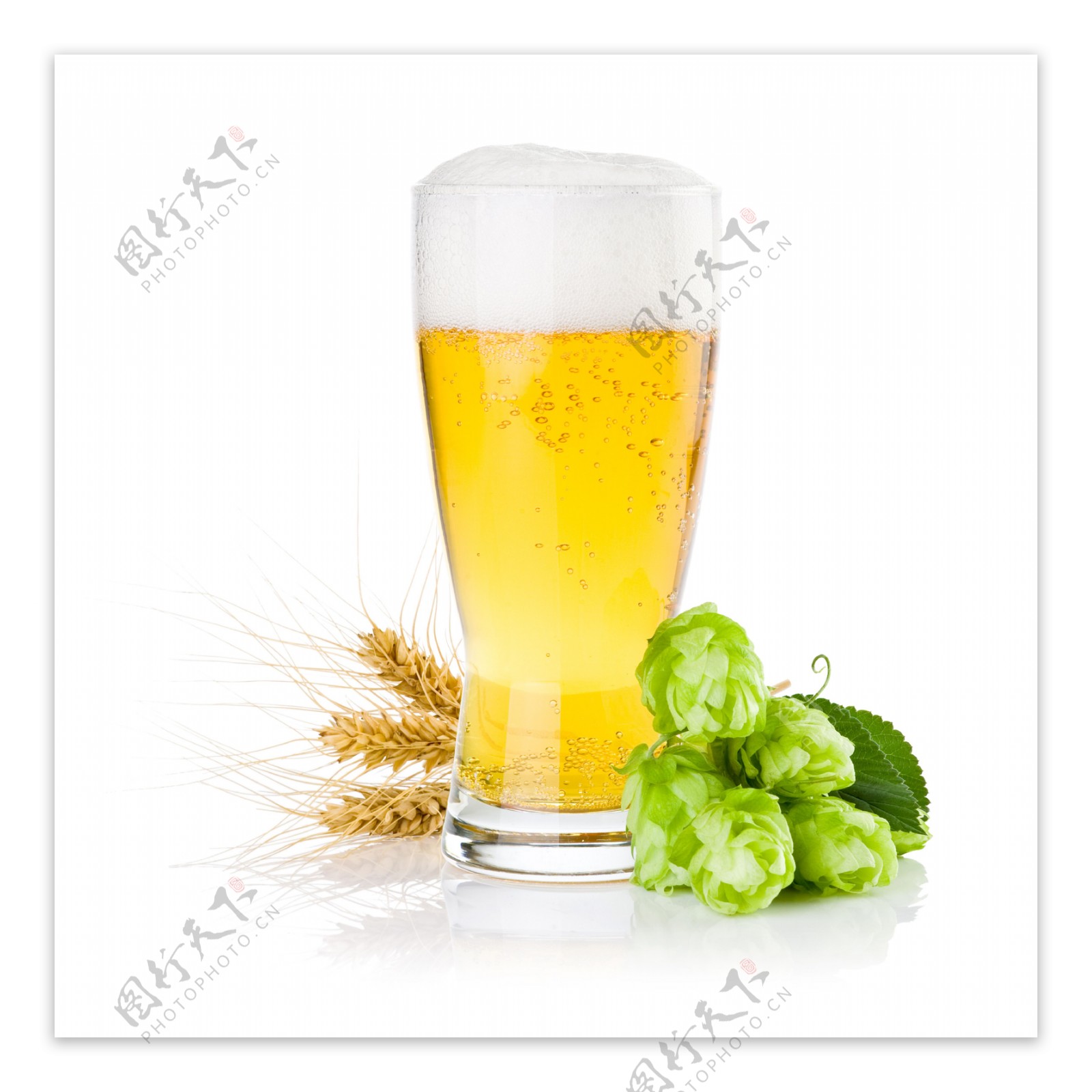 啤酒啤酒花图片
