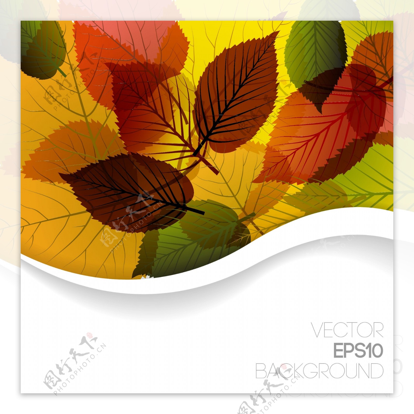 秋天的树叶矢量3图形设计