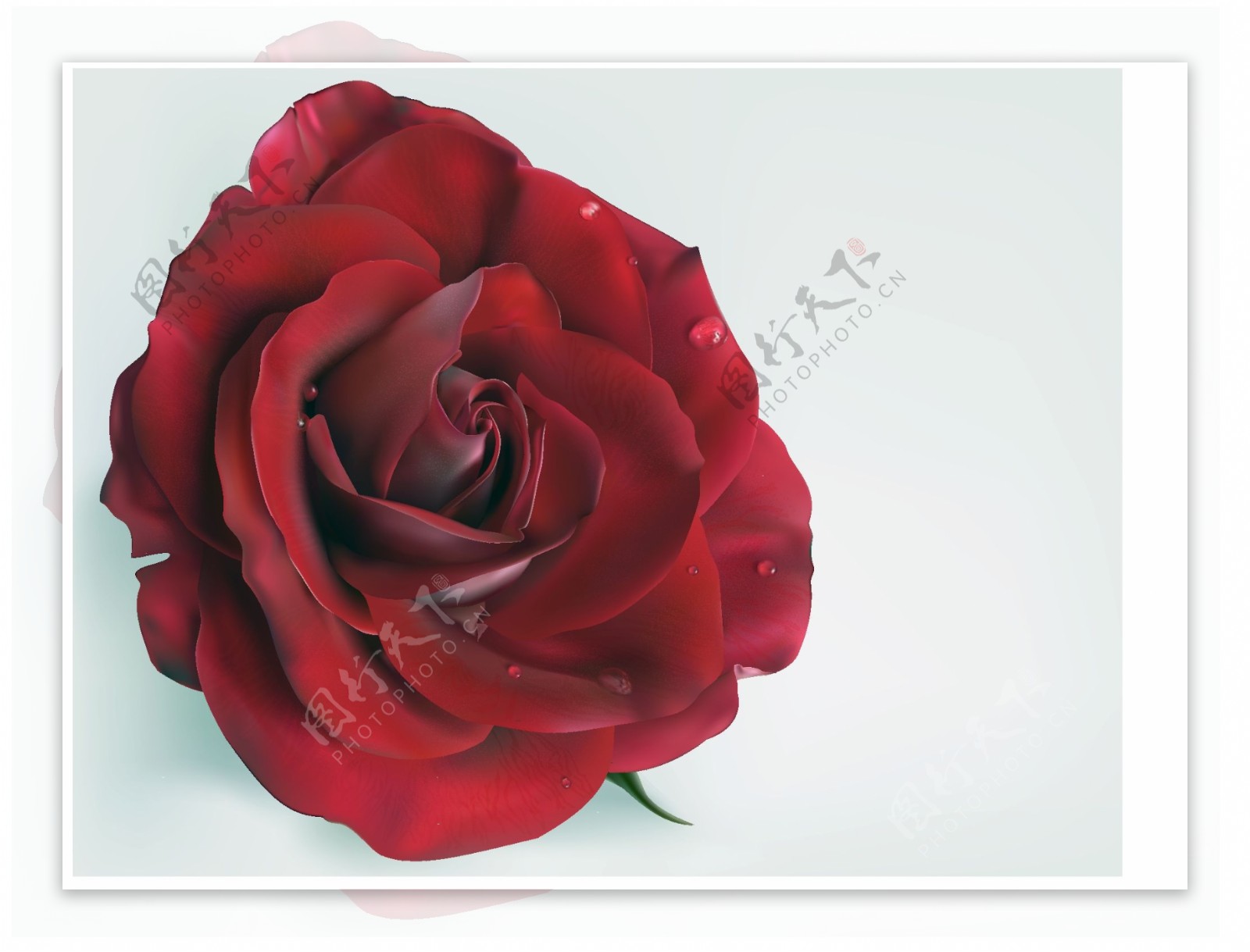 鲜艳欲滴的红玫瑰