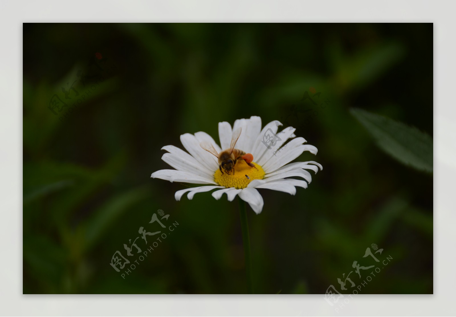 蜜蜂与蝇图片
