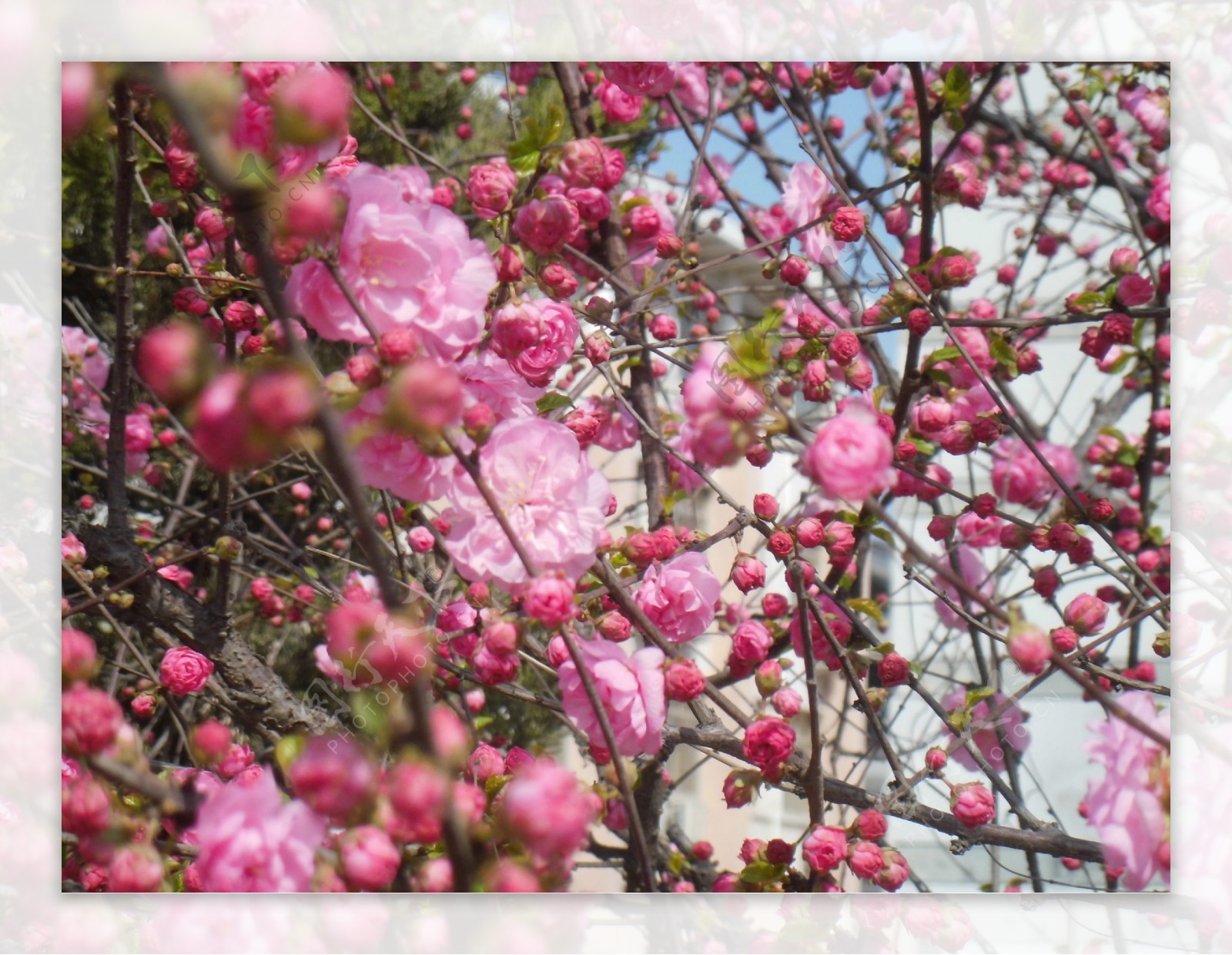 春花满树图片